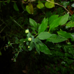 Euphorbia squamosa