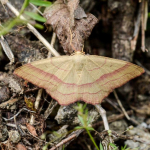 Rhodostrophia vibicaria