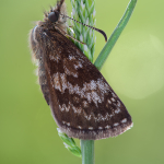 Erynnis tages