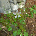 Saxifraga repanda