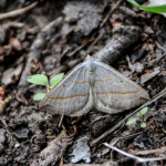 Scotopteryx mucronata