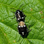 Eurydema oleracea