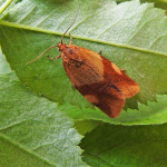 Aphelia ferrugana