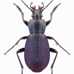 Carabus adamsi