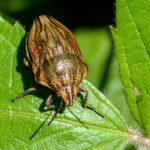 Odontotarsus purpureolineatus