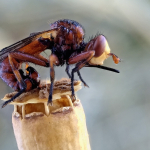 Sicus nigritarsis