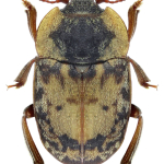 Omosita discoidea