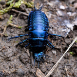 Carabus scabrosus