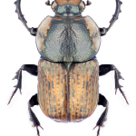 Cheironitis pamphilus