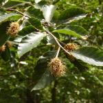 Fagus orientalis