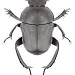 Gymnopleurus mopsus