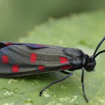 Zygaena dorycnii