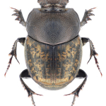 Onthophagus fracticornis