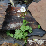 Saxifraga sibirica