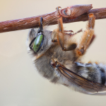 Anthophora crinipes