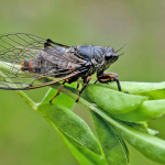 Euboeana castaneivaga