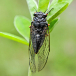 Euboeana castaneivaga