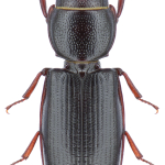 Tenebroides mauritanicus