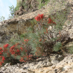 Ephedra distachya