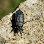 Pyrrhocoris marginatus