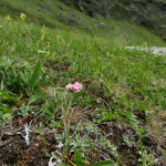 Antennaria caucasica