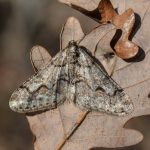 Agriopis leucophaearia