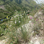 Dianthus crinitus