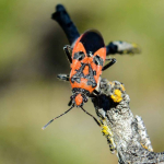 Corizus hyoscyami