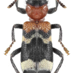 Thanasimus formicarius