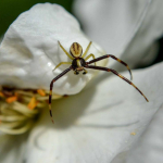 Misumena vatia