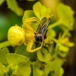 Misumena vatia