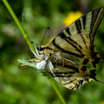 Misumena vatia