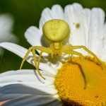 Misumena vatia