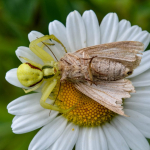 Misumena vatia