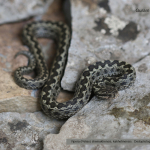 Vipera shemakhensis