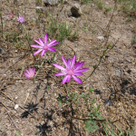 Xeranthemum squarrosum