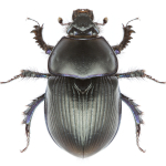 Geotrupes olgae