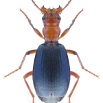 Brachinus brevicollis