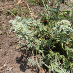 Teucrium polium