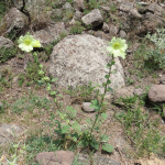 Alcea rugosa