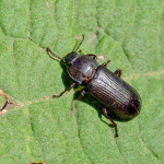 Tenebrio molitor