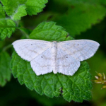 Scopula flaccidaria