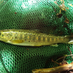 Salmo rizeensis