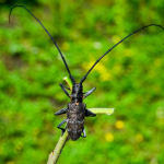 Monochamus galloprovincialis