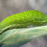 Iphiclides podalirius