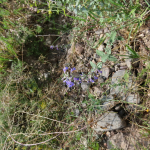 Nepeta mussinii