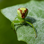 Ebrechtella tricuspidata