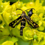 Chamaesphecia schizoceriformis