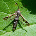 Chamaesphecia schizoceriformis