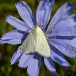 Sitochroa palealis